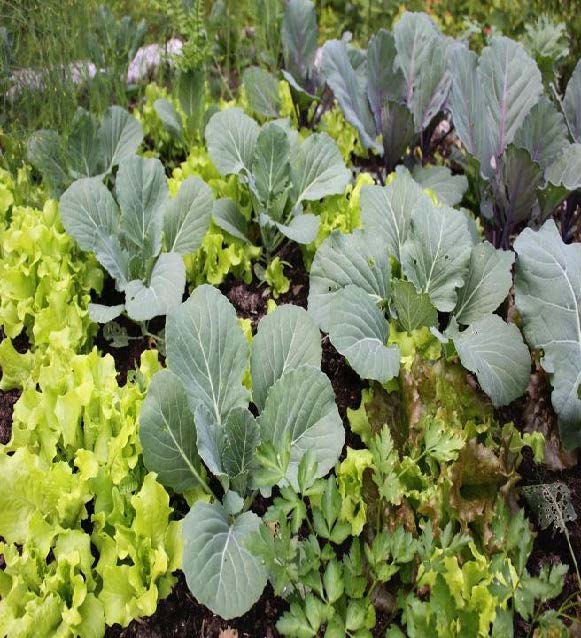 lettuce and brassicas