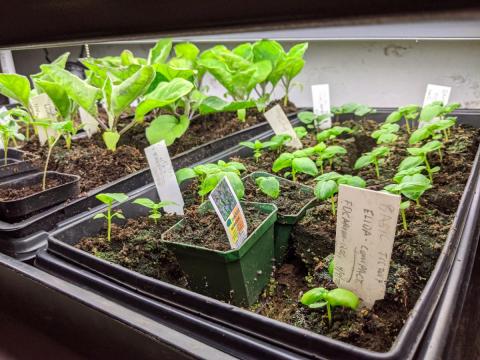 eggplants and basil