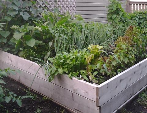 Raised bed Garden