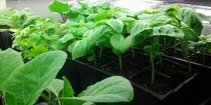 seedlings under lights